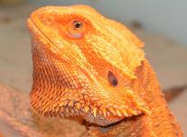 Red Orange Pogona
