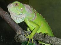 Zöld leguán - bébik (Iguana i. iguana)