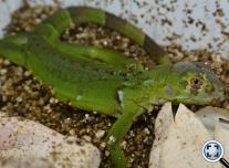 Green Iguanas hatching ( Zöld leguánok kelnek ) 