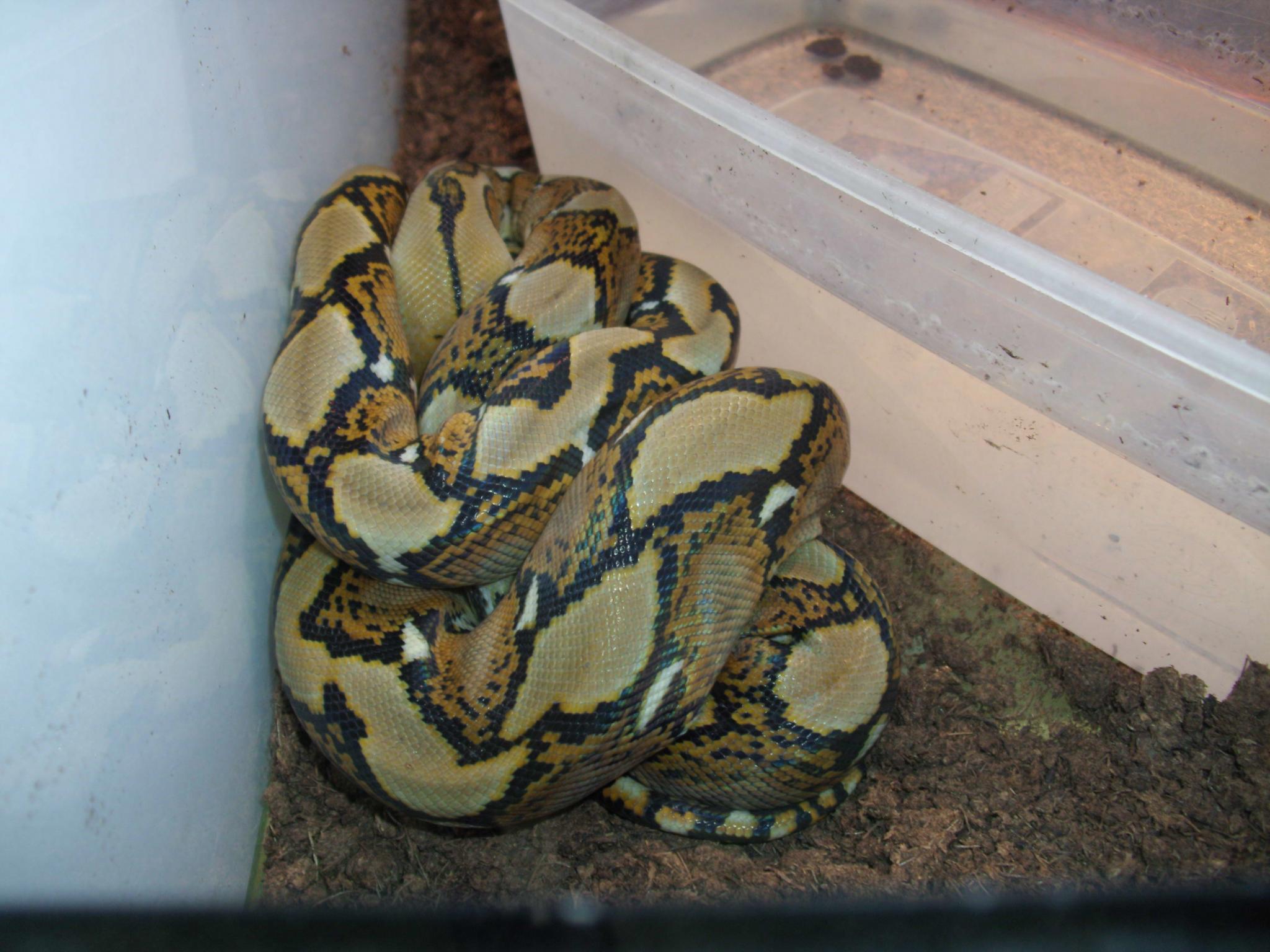 Python reticulatus