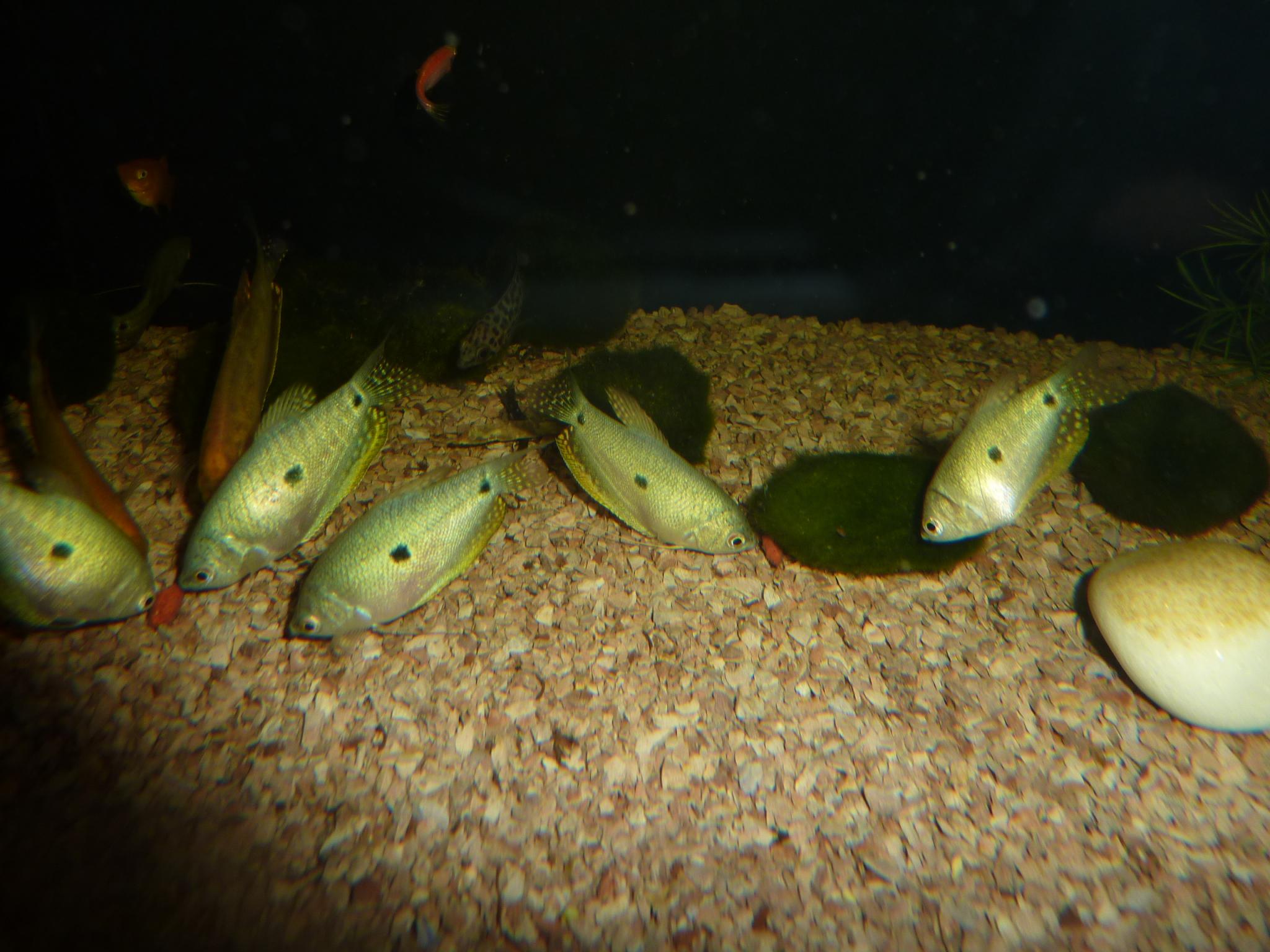 Kék gurámi Trichogaster trichopterrus