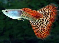 Szivárványos guppi (Poecilia reticulata)