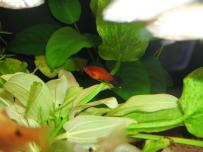 Xiphophorus maculatus