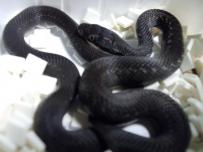 Natrix persica