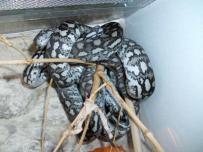 Morelia spilota variegata