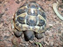 Testudo hermanni boetgeri