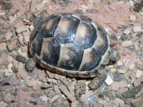 Testudo marginata