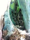 Poecilotheria fasciata