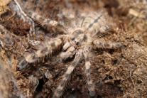 Poecilotheria bara
