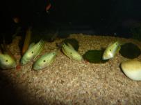 Kék gurámi Trichogaster trichopterrus