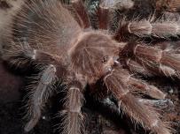 Lasiodora parahybana