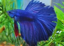 Sziámi harcoshal_Betta splendens