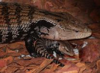 Óriás kéknyelvűgyík (Tiliqua gigas gigas)