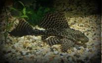 Gibbiceps
