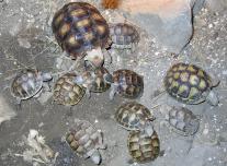 Szegélyes teknős (Testudo marginata)