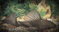 Hypostomus plecostomus