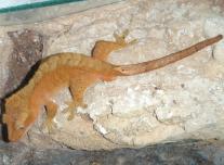 Vitorlás gekkó (Rhacodactylus ciliatus)