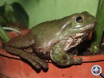 Litoria coerulea
