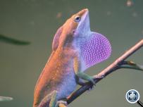 Anolis carolinensis