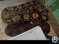 Boa constrictor