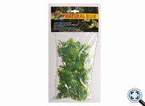 Amazóniai Filodendron -Természetes növényzet (kicsi)