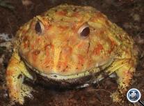 Díszes szarvasbéka (Ceratophrys cranvelli)
