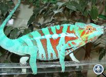 Párduckaméleon (Furcifer pardalis) Ambanja