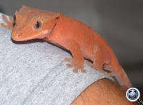 Vitorlás gekkó (Rhacodactylus ciliatus)