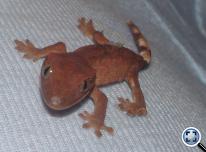 Vitorlás gekkó (Rhacodactylus ciliatus) baby