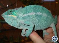 Párduckaméleon (Furcifer pardalis) Nosy be