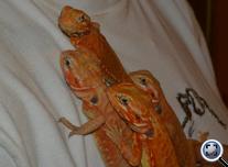 Szakállas agáma  (Pogona vitticeps (silkback)