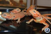 Szakállas agáma  (Pogona vitticeps (silkback)