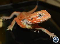 Szakállas agáma  (Pogona vitticeps (silkback)
