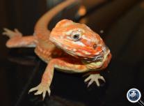 Szakállas agáma  (Pogona vitticeps (silkback)