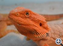 Red  Pogona