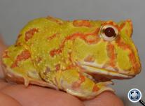 Díszes szarvasbéka (Ceratophrys cranvelli) albino