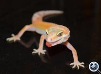 Leopárd gekkó (Eublepharis macularius)