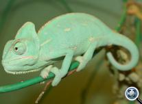 Sisakos kaméleon (Chamaeleo calyptratus) kék