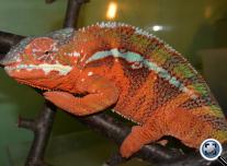 Párduckaméleon (Furcifer pardalis) Ambilobe 