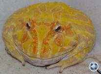 Díszes szarvasbéka (Ceratophrys cranvelli) albino