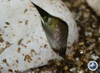 Green Iguanas hatching ( Zöld leguánok kelnek ) 