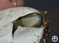 Green Iguanas hatching ( Zöld leguánok kelnek ) 