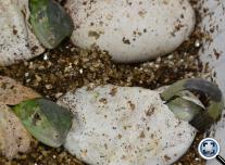 Green Iguanas hatching ( Zöld leguánok kelnek ) 