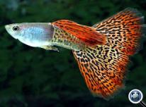 Szivárványos guppi (Poecilia reticulata)