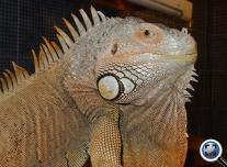 Zöld leguán - adult (Iguana i. iguana)