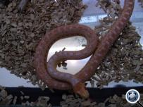 Pituophis melanoleucus