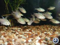 Hyphessobrycon columbianus