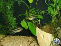 Pelvicachromis pulcher
