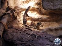 Varanus panoptes horni