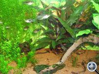 Limia melanogaster 